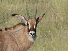 Hippotragus equinus equinus