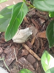 Osteopilus septentrionalis