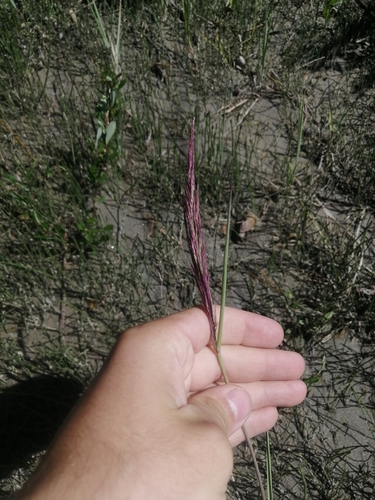 Elymus gmelinii iNat (3)