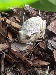 Osteopilus septentrionalis