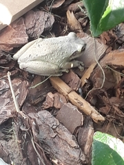 Osteopilus septentrionalis