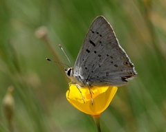 Tharsalea xanthoides