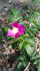 Rosa rugosa