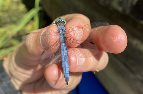 iNaturalist observation photo of Blue Dasher