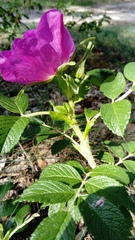 Rosa rugosa