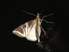 Phrataria transcissata