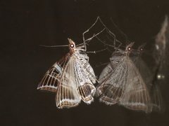 Phrataria transcissata