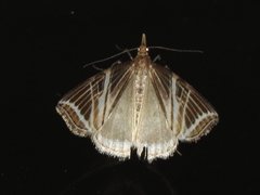 Phrataria transcissata