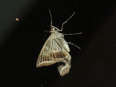 Phrataria transcissata