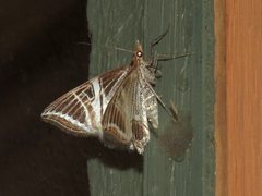 Phrataria transcissata