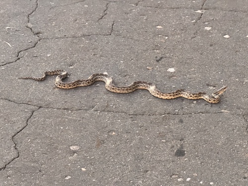 iNaturalist observation photo of Gopher Snake