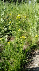 Matricaria discoidea