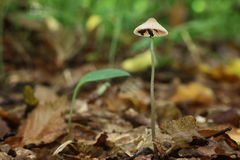 Mycena vitilis
