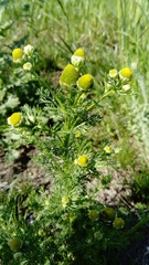 Matricaria discoidea