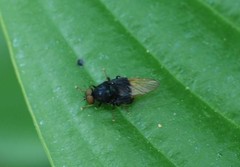 Craspedometopon basale