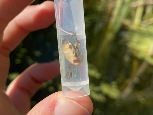 iNaturalist observation photo of Milky Backswimmers