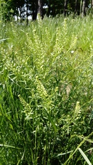 Lepidium densiflorum