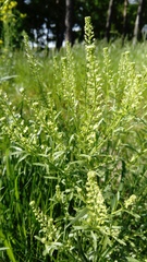 Lepidium densiflorum