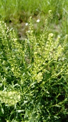 Lepidium densiflorum