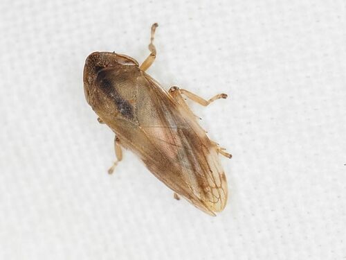 Neophilaenus campestris