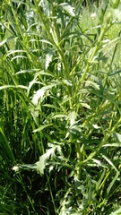 Lepidium densiflorum