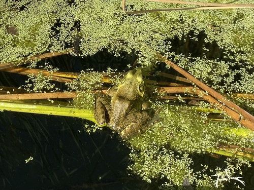 iNaturalist observation photo of American Bullfrog