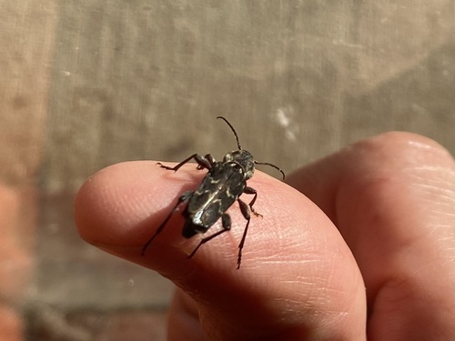iNaturalist observation photo of Xylotrechus nauticus