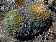Mammillaria karwinskiana karwinskiana