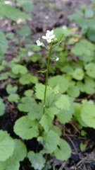 Alliaria petiolata