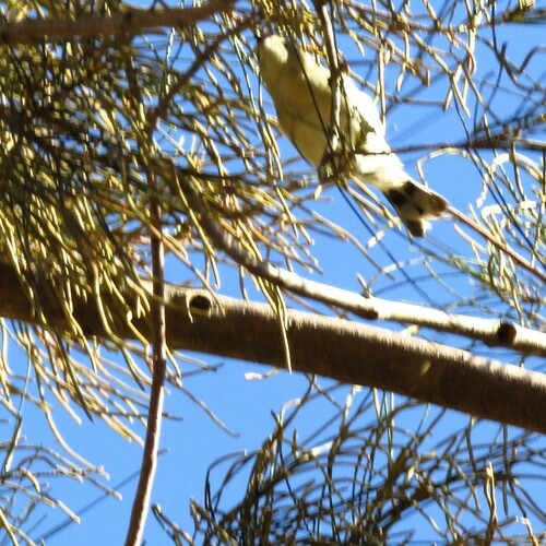 Western Gerygone (Gerygone fusca), photo 6