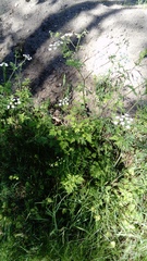 Chaerophyllum temulum