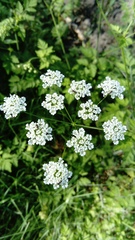 Chaerophyllum temulum