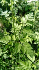 Chaerophyllum temulum