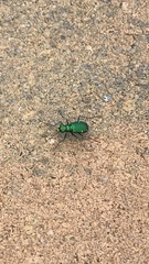 Cicindela sexguttata