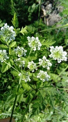 Chaerophyllum temulum