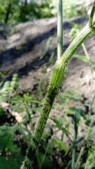 Chaerophyllum temulum