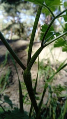 Chaerophyllum temulum