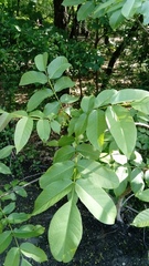 Juglans regia