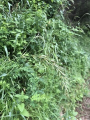 Elymus californicus