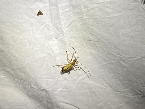 iNaturalist observation photo of Yellow Douglas-fir Borer