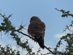 Falco rupicoloides