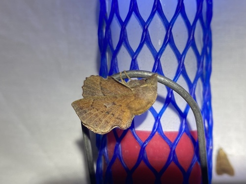 iNaturalist observation photo of American Lappet Moth