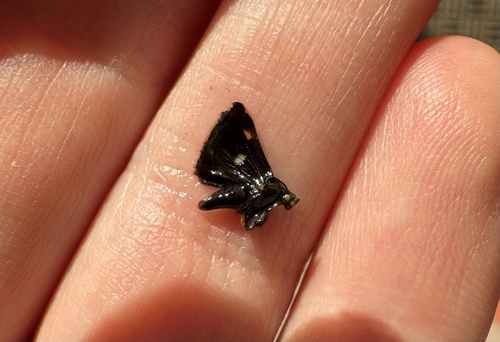 iNaturalist observation photo of Small Heliothodes Moth