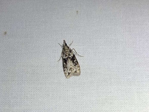 iNaturalist observation photo of Eudonia