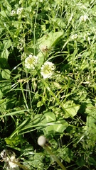 Trifolium repens