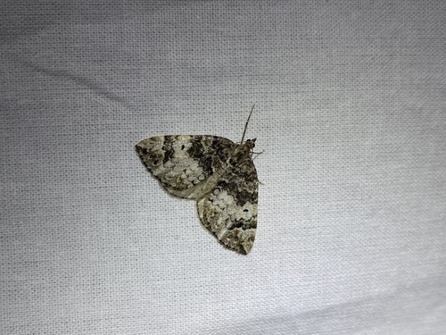 iNaturalist observation photo of Dysstroma