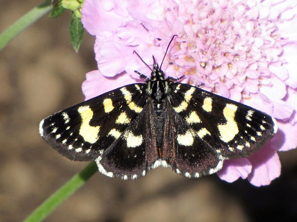Phalaenoides