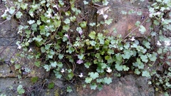 Cymbalaria muralis
