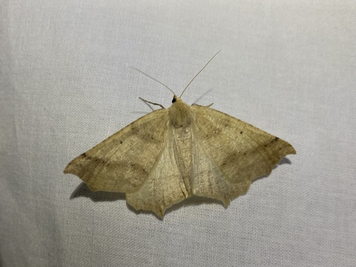 iNaturalist observation photo of Ennominae