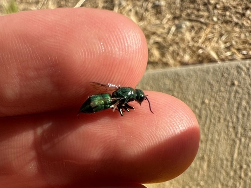 iNaturalist observation photo of Chrysidinae